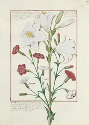 Illustration du Livre des simples médecines par Mattheaus Platearius 149r